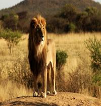 Zamob King Lion