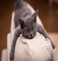 Zamob Kitten Gray Sleeps