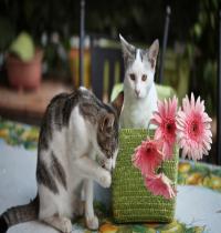 Zamob Kittens Flowers