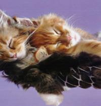 Zamob Kittens Sleeping v5