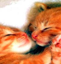 Zamob kitties in love