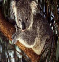 Zamob Koala