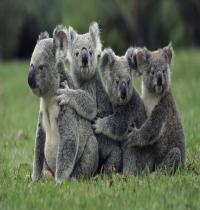 Zamob koala family
