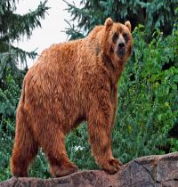 Zamob Kodiak Bear
