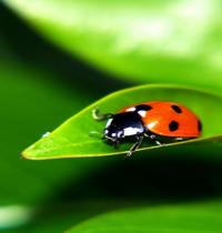 Zamob Ladybug