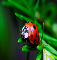 Zamob Ladybug 01