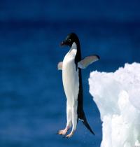 Zamob Leap of Faith Penguin
