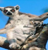 Zamob Lemur in Tree with