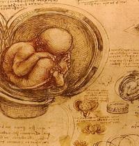 Zamob Leonardo da Vinci Embriyo
