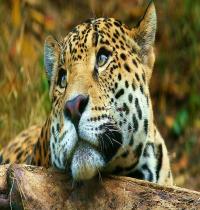 Zamob Leopard Daydreaming
