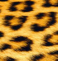 Zamob leopard pattern