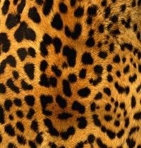 Zamob Leopard Pattern 01