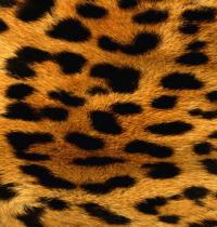 Zamob Leopard Skin Pattern