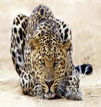 Zamob Leopard Staring