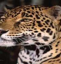Zamob Leopard v1