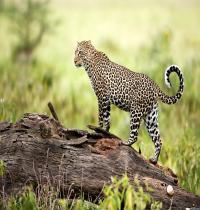 Zamob Leopard Wildlife