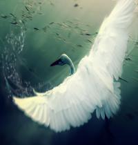 Zamob Like A White Swan