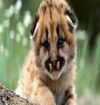 Zamob Lion Baby