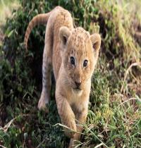 Zamob lion cub