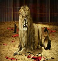 Zamob Lion In The Circus
