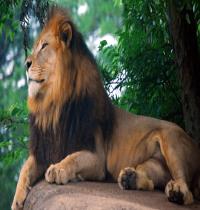 Zamob Lion King of Zoo