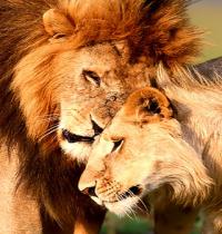 Zamob lions caressing