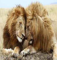 Zamob Lions Pair