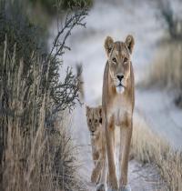 Zamob Lion Wildlife
