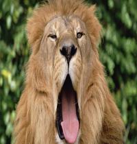Zamob Lion Yawning