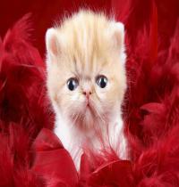 Zamob Little Cat In The Red Feathers