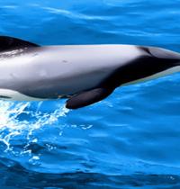 Zamob little dolphin