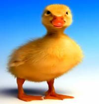 Zamob little duck 1