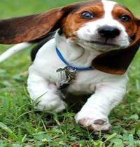 Zamob lop eared dog running
