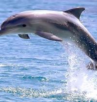 Zamob lovely dolphin