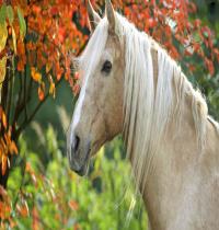 Zamob Lovely Quiet Horse