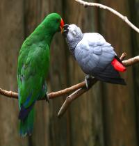 Zamob Love Parrots