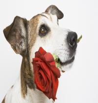 Zamob Lover Dog With Red Rose