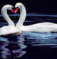 Zamob lover swan