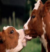 Zamob Loving Cows