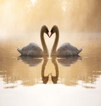 Zamob Loving Swans