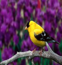 Zamob male american goldfinch