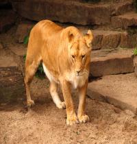 Zamob Male Lion