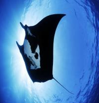 Zamob Manta Ray Sea Creature