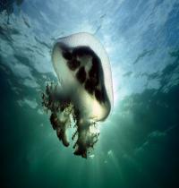 Zamob Mauve Stinger Jellyfish...