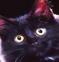 Zamob mini black cat