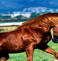 Zamob most beautiful horse