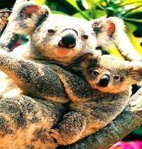 Zamob mother and offspring koala