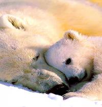 Zamob mother and offspring polar bear