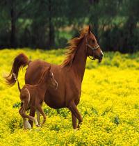 Zamob Motherly Love In Horse