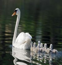 Zamob mother swan